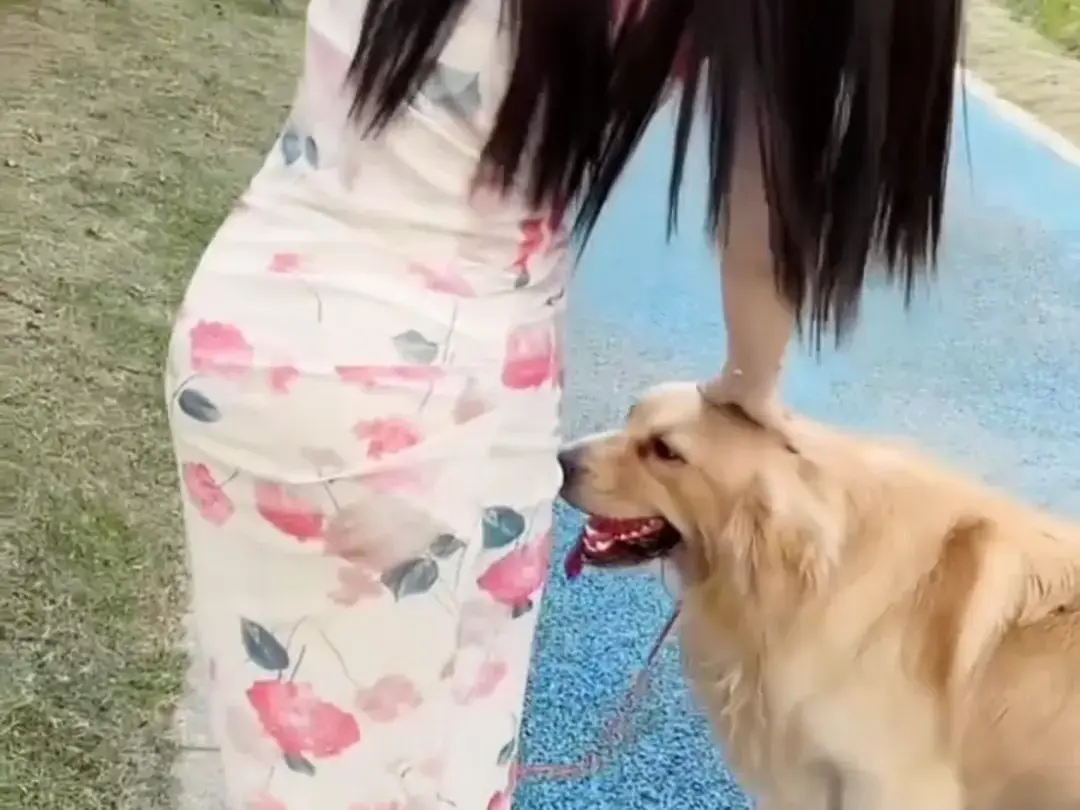 《抖音香香公主与爱犬金毛》科普视频完整版在线免费观看-抖音香香公主与爱犬直播回放百度网盘资源免费领取